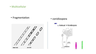 • Multicellular
• Fragmentation • conidiospora
 