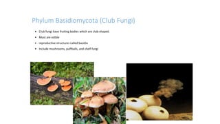 • Club fungi have fruiting bodies which are club-shaped.
• Most are edible
• reproductive structures called basidia
• Include mushrooms, puffballs, and shelf fungi
Phylum Basidiomycota (Club Fungi)
 