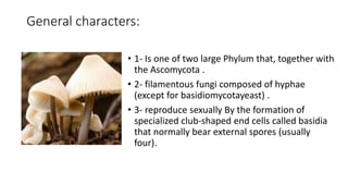 General characters:
• 1- Is one of two large Phylum that, together with
the Ascomycota .
• 2- filamentous fungi composed of hyphae
(except for basidiomycotayeast) .
• 3- reproduce sexually By the formation of
specialized club-shaped end cells called basidia
that normally bear external spores (usually
four).
 