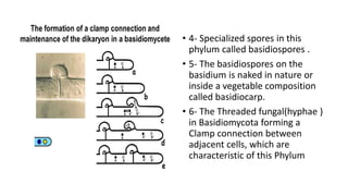 • 4- Specialized spores in this
phylum called basidiospores .
• 5- The basidiospores on the
basidium is naked in nature or
inside a vegetable composition
called basidiocarp.
• 6- The Threaded fungal(hyphae )
in Basidiomycota forming a
Clamp connection between
adjacent cells, which are
characteristic of this Phylum
 