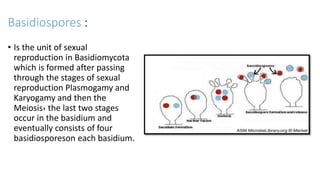 Basidiospores :
• Is the unit of sexual
reproduction in Basidiomycota
which is formed after passing
through the stages of sexual
reproduction Plasmogamy and
Karyogamy and then the
Meiosis٬ the last two stages
occur in the basidium and
eventually consists of four
basidiosporeson each basidium.
 