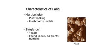 Characteristics of Fungi
• Multicellular
• Plant looking
• Mushrooms, molds
• Single cell
• Yeasts
• Found in soil, on plants, in
humans
Yeast
 