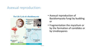 Asexual reproduction:
• Asexual reproduction of
Basidiomycota fungi by budding
or
• Fragmentation the mycelium or
by the formation of conidides or
by Urediospores
 