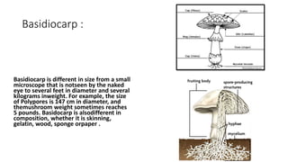 Basidiocarp :
Basidiocarp is different in size from a small
microscope that is notseen by the naked
eye to several feet in diameter and several
kilograms inweight. For example, the size
of Polypores is 147 cm in diameter, and
themushroom weight sometimes reaches
5 pounds. Basidocarp is alsodifferent in
composition, whether it is skinning,
gelatin, wood, sponge orpaper .
 