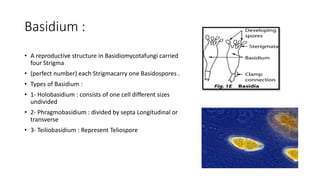 Basidium :
• A reproductive structure in Basidiomycotafungi carried
four Strigma
• (perfect number) each Strigmacarry one Basidospores .
• Types of Basidium :
• 1- Holobasidium : consists of one cell different sizes
undivided
• 2- Phragmobasidium : divided by septa Longitudinal or
transverse
• 3- Teiliobasidium : Represent Teliospore
 