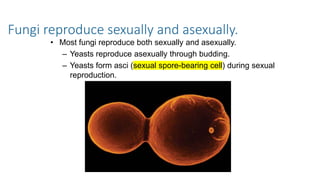 Fungi reproduce sexually and asexually.
• Most fungi reproduce both sexually and asexually.
– Yeasts reproduce asexually through budding.
– Yeasts form asci (sexual spore-bearing cell) during sexual
reproduction.
 