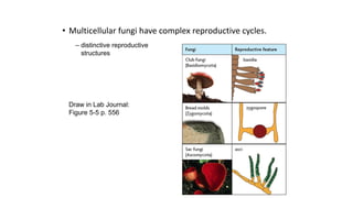 • Multicellular fungi have complex reproductive cycles.
– distinctive reproductive
structures
Draw in Lab Journal:
Figure 5-5 p. 556
 