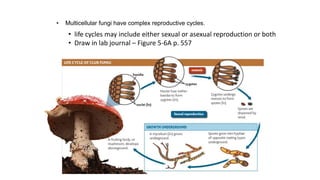 • life cycles may include either sexual or asexual reproduction or both
• Draw in lab journal – Figure 5-6A p. 557
• Multicellular fungi have complex reproductive cycles.
 
