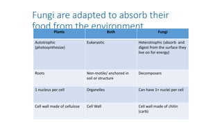Fungi are adapted to absorb their
food from the environment.
Plants Both Fungi
Autotrophic
(photosynthesize)
Eukaryotic Heterotrophic (absorb and
digest from the surface they
live on for energy)
Roots Non-motile/ anchored in
soil or structure
Decomposers
1 nucleus per cell Organelles Can have 1+ nuclei per cell
Cell wall made of cellulose Cell Wall Cell wall made of chitin
(carb)
 