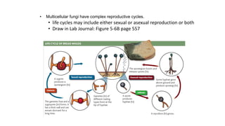 • life cycles may include either sexual or asexual reproduction or both
• Draw in Lab Journal: Figure 5-6B page 557
• Multicellular fungi have complex reproductive cycles.
 