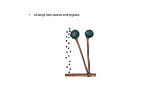 • All fungi form spores and zygotes.
 