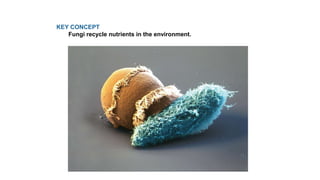 KEY CONCEPT
Fungi recycle nutrients in the environment.
 