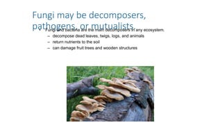 Fungi may be decomposers,
pathogens, or mutualists.
• Fungi and bacteria are the main decomposers in any ecosystem.
– decompose dead leaves, twigs, logs, and animals
– return nutrients to the soil
– can damage fruit trees and wooden structures
 