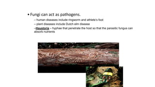 •Fungi can act as pathogens.
– human diseases include ringworm and athlete’s foot
– plant diseases include Dutch elm disease
–Haustoria – hyphae that penetrate the host so that the parasitic fungus can
absorb nutrients
 