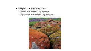 •Fungi can act as mutualists.
– lichens form between fungi and algae
– mycorrhizae form between fungi and plants
 