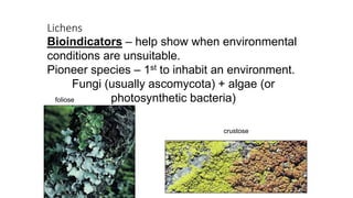Lichens
Bioindicators – help show when environmental
conditions are unsuitable.
Pioneer species – 1st to inhabit an environment.
Fungi (usually ascomycota) + algae (or
photosynthetic bacteria)
foliose
crustose
 