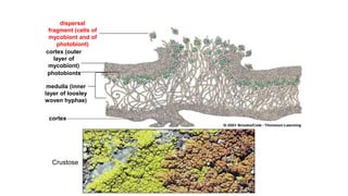 dispersal
fragment (cells of
mycobiont and of
photobiont)
cortex (outer
layer of
mycobiont)
photobionts
medulla (inner
layer of loosley
woven hyphae)
cortex
Crustose
 