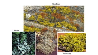 Crustose
foliose
fructicose
 