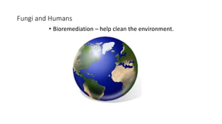Fungi and Humans
• Bioremediation – help clean the environment.
 