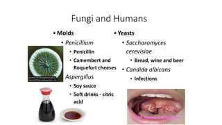 Fungi and Humans
•Molds
• Penicillium
• Penicillin
• Camembert and
Roquefort cheeses
• Aspergillus
• Soy sauce
• Soft drinks - citric
acid
•Yeasts
• Saccharomyces
cerevisiae
• Bread, wine and beer
• Candida albicans
• Infections
 