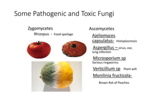 Some Pathogenic and Toxic Fungi
Zygomycetes
Rhizopus - Food spoilage
Ascomycetes
Ajeliomyces
capsulatus- Histoplasmosis
Aspergillus – sinus, ear,
lung infection
Microsporium sp.
Various ringworms.
Verticillium sp Plant wilt
Monilinia fructicola-
Brown Rot of Peaches
 