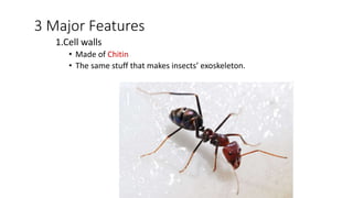 3 Major Features
1.Cell walls
• Made of Chitin
• The same stuff that makes insects’ exoskeleton.
 
