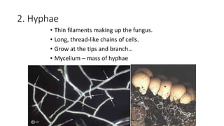 2. Hyphae
• Thin filaments making up the fungus.
• Long, thread-like chains of cells.
• Grow at the tips and branch…
• Mycelium – mass of hyphae
 