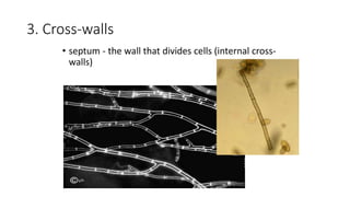 3. Cross-walls
• septum - the wall that divides cells (internal cross-
walls)
 