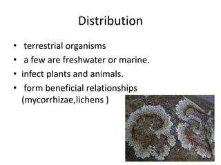 Distribution
• terrestrial organisms
• a few are freshwater or marine.
• infect plants and animals.
• form beneficial relationships
(mycorrhizae,lichens )
 