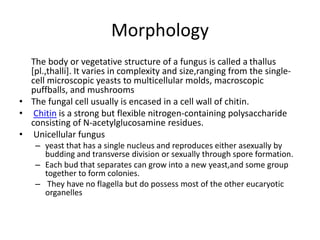 Morphology
The body or vegetative structure of a fungus is called a thallus
[pl.,thalli]. It varies in complexity and size,ranging from the single-
cell microscopic yeasts to multicellular molds, macroscopic
puffballs, and mushrooms
• The fungal cell usually is encased in a cell wall of chitin.
• Chitin is a strong but flexible nitrogen-containing polysaccharide
consisting of N-acetylglucosamine residues.
• Unicellular fungus
– yeast that has a single nucleus and reproduces either asexually by
budding and transverse division or sexually through spore formation.
– Each bud that separates can grow into a new yeast,and some group
together to form colonies.
– They have no flagella but do possess most of the other eucaryotic
organelles
 