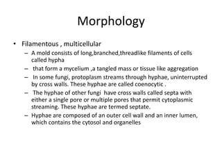 Morphology
• Filamentous , multicellular
– A mold consists of long,branched,threadlike filaments of cells
called hypha
– that form a mycelium ,a tangled mass or tissue like aggregation
– In some fungi, protoplasm streams through hyphae, uninterrupted
by cross walls. These hyphae are called coenocytic .
– The hyphae of other fungi have cross walls called septa with
either a single pore or multiple pores that permit cytoplasmic
streaming. These hyphae are termed septate.
– Hyphae are composed of an outer cell wall and an inner lumen,
which contains the cytosol and organelles
 
