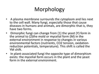 Morphology
• A plasma membrane surrounds the cytoplasm and lies next
to the cell wall. Many fungi, especially those that cause
diseases in humans and animals, are dimorphic that is, they
have two forms.
• Dimorphic fungi can change from (1) the yeast (Y) form in
the animal to (2)the mold or mycelial form (M) in the
external environment in response to changes in various
environmental factors (nutrients, CO2 tension, oxidation-
reduction potentials, temperature). This shift is called the
YM shift.
• In plant-associated fungi the opposite type of dimorphism
exists: the mycelial form occurs in the plant and the yeast
form in the external environment.
 