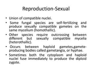 Reproduction-Sexual
• Union of compatible nuclei.
• Some fungal species are self-fertilizing and
produce sexually compatible gametes on the
same mycelium (homothallic).
• Other species require outcrossing between
different but sexually compatible mycelia
(heterothallic).
• Occurs between haploid gametes,gamete-
producing bodies called gametangia, or hyphae.
• Sometimes both the cytoplasm and haploid
nuclei fuse immediately to produce the diploid
zygote.
 