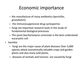 Economic importance
– the manufacture of many antibiotics (penicillin,
griseofulvin)
– the immunosuppressive drug cyclosporine.
– fungi are important research tools in the study of
fundamental biological processes
– The yeast Saccharomyces cerevisiae is the best understood
eucaryotic cell.
• Harmful
– fungi are the major cause of plant diseases Over 5,000
species attack economically valuable crops and garden
plants and also many wild plants.
– diseases of animals and humans are caused by fungi
 