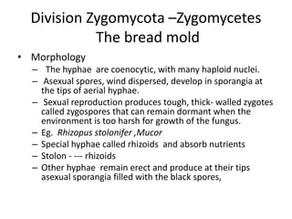 Division Zygomycota –Zygomycetes
The bread mold
• Morphology
– The hyphae are coenocytic, with many haploid nuclei.
– Asexual spores, wind dispersed, develop in sporangia at
the tips of aerial hyphae.
– Sexual reproduction produces tough, thick- walled zygotes
called zygospores that can remain dormant when the
environment is too harsh for growth of the fungus.
– Eg. Rhizopus stolonifer ,Mucor
– Special hyphae called rhizoids and absorb nutrients
– Stolon - --- rhizoids
– Other hyphae remain erect and produce at their tips
asexual sporangia filled with the black spores,
 