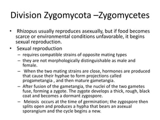Division Zygomycota –Zygomycetes
• Rhizopus usually reproduces asexually, but if food becomes
scarce or environmental conditions unfavorable, it begins
sexual reproduction.
• Sexual reproduction
– requires compatible strains of opposite mating types
– they are not morphologically distinguishable as male and
female.
– When the two mating strains are close, hormones are produced
that cause their hyphae to form projections called
progametangia , and then mature gametangia.
– After fusion of the gametangia, the nuclei of the two gametes
fuse, forming a zygote. The zygote develops a thick, rough, black
coat and becomes a dormant zygospore.
– Meiosis occurs at the time of germination; the zygospore then
splits open and produces a hypha that bears an asexual
sporangium and the cycle begins a new.
 
