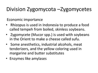 Division Zygomycota –Zygomycetes
Economic importance
• Rhizopus is used in Indonesia to produce a food
called tempeh from boiled, skinless soybeans.
• Zygomycete (Mucor spp.) is used with soybeans
in the Orient to make a cheese called sufu.
• Some anesthetics, industrial alcohols, meat
tenderizers, and the yellow coloring used in
margarine and butter substitutes
• Enzymes like amylases
 