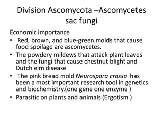 Division Ascomycota –Ascomycetes
sac fungi
Economic importance
• Red, brown, and blue-green molds that cause
food spoilage are ascomycetes.
• The powdery mildews that attack plant leaves
and the fungi that cause chestnut blight and
Dutch elm disease
• The pink bread mold Neurospora crassa has
been a most important research tool in genetics
and biochemistry.(one gene one enzyme )
• Parasitic on plants and animals (Ergotism )
 