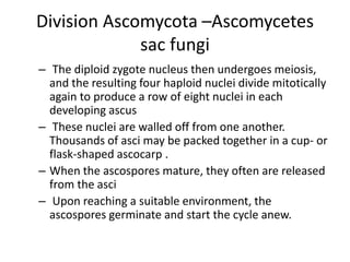 Division Ascomycota –Ascomycetes
sac fungi
– The diploid zygote nucleus then undergoes meiosis,
and the resulting four haploid nuclei divide mitotically
again to produce a row of eight nuclei in each
developing ascus
– These nuclei are walled off from one another.
Thousands of asci may be packed together in a cup- or
flask-shaped ascocarp .
– When the ascospores mature, they often are released
from the asci
– Upon reaching a suitable environment, the
ascospores germinate and start the cycle anew.
 
