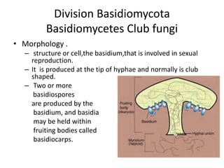Division Basidiomycota
Basidiomycetes Club fungi
• Morphology .
– structure or cell,the basidium,that is involved in sexual
reproduction.
– It is produced at the tip of hyphae and normally is club
shaped.
– Two or more
basidiospores
are produced by the
basidium, and basidia
may be held within
fruiting bodies called
basidiocarps.
 