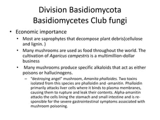 Division Basidiomycota
Basidiomycetes Club fungi
• Economic importance
• Most are saprophytes that decompose plant debris(cellulose
and lignin. )
• Many mushrooms are used as food throughout the world. The
cultivation of Agaricus campestris is a multimillion-dollar
business
• Many mushrooms produce specific alkaloids that act as either
poisons or hallucinogens.
– “destroying angel” mushroom, Amanita phalloides. Two toxins
isolated from this species are phalloidin and -amanitin. Phalloidin
primarily attacks liver cells where it binds to plasma membranes,
causing them to rupture and leak their contents. Alpha-amanitin
attacks the cells lining the stomach and small intestine and is re-
sponsible for the severe gastrointestinal symptoms associated with
mushroom poisoning.
 
