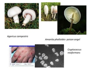Agaricus campestris
Amanita phalloides- poison angel
Cryptococcus
neoformans
 