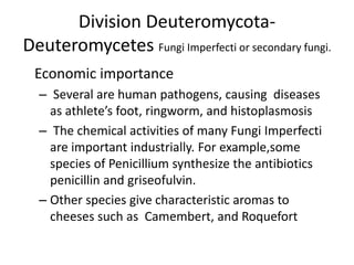 Division Deuteromycota-
Deuteromycetes Fungi Imperfecti or secondary fungi.
Economic importance
– Several are human pathogens, causing diseases
as athlete’s foot, ringworm, and histoplasmosis
– The chemical activities of many Fungi Imperfecti
are important industrially. For example,some
species of Penicillium synthesize the antibiotics
penicillin and griseofulvin.
– Other species give characteristic aromas to
cheeses such as Camembert, and Roquefort
 