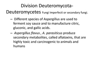 Division Deuteromycota-
Deuteromycetes Fungi Imperfecti or secondary fungi.
– Different species of Aspergillus are used to
ferment soy sauce and to manufacture citric,
gluconic, and gallic acids.
– Aspergillus flavus , A. parasiticus produce
secondary metabolites, called aflatoxins, that are
highly toxic and carcinogenic to animals and
humans
 