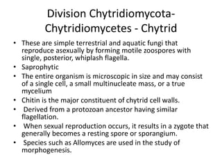 Division Chytridiomycota-
Chytridiomycetes - Chytrid
• These are simple terrestrial and aquatic fungi that
reproduce asexually by forming motile zoospores with
single, posterior, whiplash flagella.
• Saprophytic
• The entire organism is microscopic in size and may consist
of a single cell, a small multinucleate mass, or a true
mycelium
• Chitin is the major constituent of chytrid cell walls.
• Derived from a protozoan ancestor having similar
flagellation.
• When sexual reproduction occurs, it results in a zygote that
generally becomes a resting spore or sporangium.
• Species such as Allomyces are used in the study of
morphogenesis.
 