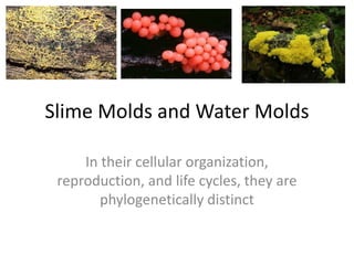 Slime Molds and Water Molds
In their cellular organization,
reproduction, and life cycles, they are
phylogenetically distinct
 