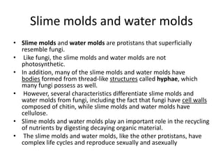 Slime molds and water molds
• Slime molds and water molds are protistans that superficially
resemble fungi.
• Like fungi, the slime molds and water molds are not
photosynthetic.
• In addition, many of the slime molds and water molds have
bodies formed from thread-like structures called hyphae, which
many fungi possess as well.
• However, several characteristics differentiate slime molds and
water molds from fungi, including the fact that fungi have cell walls
composed of chitin, while slime molds and water molds have
cellulose.
• Slime molds and water molds play an important role in the recycling
of nutrients by digesting decaying organic material.
• The slime molds and water molds, like the other protistans, have
complex life cycles and reproduce sexually and asexually
 
