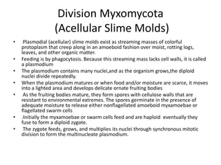 Division Myxomycota
(Acellular Slime Molds)
• Plasmodial (acellular) slime molds exist as streaming masses of colorful
protoplasm that creep along in an amoeboid fashion over moist, rotting logs,
leaves, and other organic matter.
• Feeding is by phagocytosis. Because this streaming mass lacks cell walls, it is called
a plasmodium
• The plasmodium contains many nuclei,and as the organism grows,the diploid
nuclei divide repeatedly.
• When the plasmodium matures or when food and/or moisture are scarce, it moves
into a lighted area and develops delicate ornate fruiting bodies
• As the fruiting bodies mature, they form spores with cellulose walls that are
resistant to environmental extremes. The spores germinate in the presence of
adequate moisture to release either nonflagellated amoeboid myxamoebae or
flagellated swarm cells
• .Initially the myxamoebae or swarm cells feed and are haploid eventually they
fuse to form a diploid zygote.
• The zygote feeds, grows, and multiplies its nuclei through synchronous mitotic
division to form the multinucleate plasmodium.
 