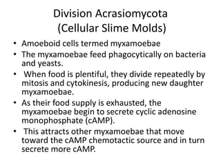 Division Acrasiomycota
(Cellular Slime Molds)
• Amoeboid cells termed myxamoebae
• The myxamoebae feed phagocytically on bacteria
and yeasts.
• When food is plentiful, they divide repeatedly by
mitosis and cytokinesis, producing new daughter
myxamoebae.
• As their food supply is exhausted, the
myxamoebae begin to secrete cyclic adenosine
monophosphate (cAMP).
• This attracts other myxamoebae that move
toward the cAMP chemotactic source and in turn
secrete more cAMP.
 