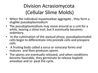Division Acrasiomycota
(Cellular Slime Molds)
• When the individual myxamoebae aggregate , they form a
sluglike pseudoplasmodium
• The pseudoplasmodium may move around as a unit for a
while, leaving a slime trail, but it eventually becomes
sedentary.
• In the culmination of the asexual phase, pseudoplasmodial
cells begin to differentiate into prestalk cells and prespore
cells
• A fruiting body called a sorus or sorocarp forms and
matures and then produces spores
• The spores are eventually released, and when conditions
become favorable, they germinate to release haploid
amoebae and re- peat the cycle.
 